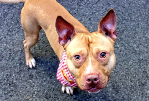 greennomad61's tweet photo. @BilldeBlasio @NYCACC #Weinstock #killed JOEJOE๐6-12
CIRDC+ ID #ExpMeds #MissingMeds #NYC
https://t.co/0Wf7cG0TBG ๐ https://t.co/jx48V7Jojf