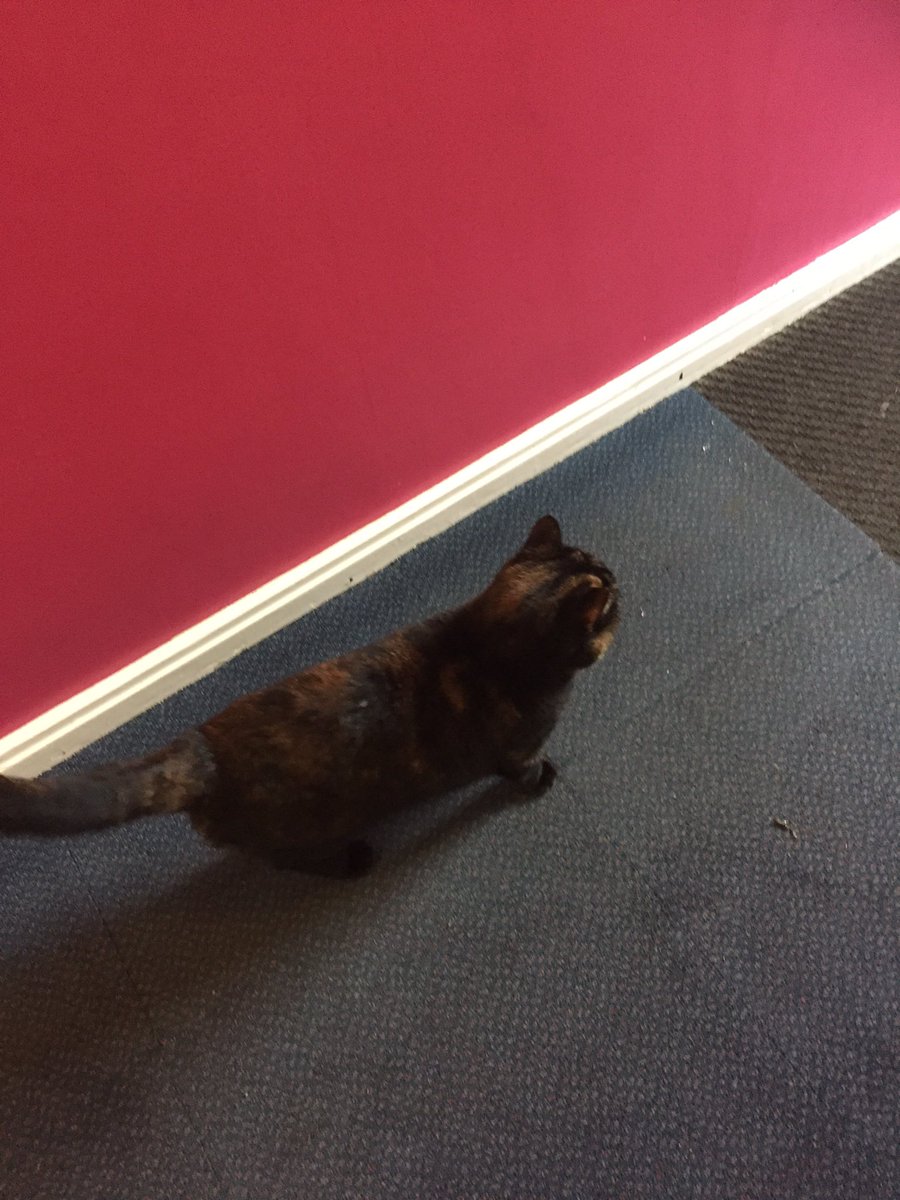 c_dash17's tweet photo. A pleasant surprise walking into my block and one of the Faraday cats greets me on the stairs ππ #pleasebemybae https://t.co/PY2v6OToPq