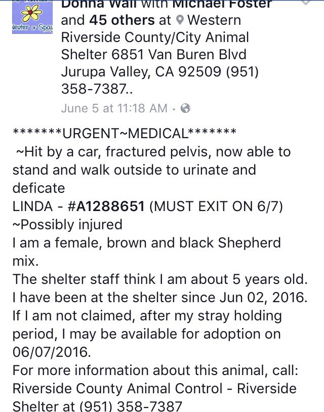 giselle1900's tweet photo. CODE RED🆘🆘HIT BY CAR💔😭FRACTURED PELVIS WILL B KILLED AT ANYTIME https://t.co/utEN3kNFV9 #CA 
-@DogRescueTweets https://t.co/fgV4CKZKed