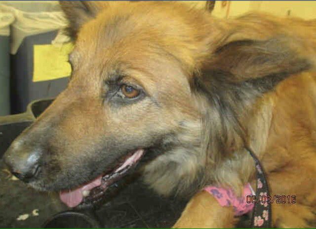 giselle1900's tweet photo. CODE RED🆘🆘HIT BY CAR💔😭FRACTURED PELVIS WILL B KILLED AT ANYTIME https://t.co/utEN3kNFV9 #CA 
-@DogRescueTweets https://t.co/fgV4CKZKed