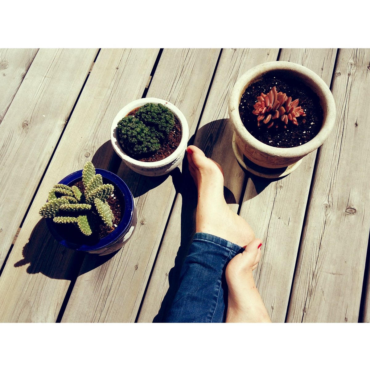 MadelineM95's tweet photo. Totally need more 😊 
#succulentlover #succulentaddiction https://t.co/DCgHqwZvcw