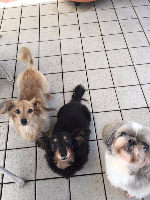 犬好き芸能人 有名人25選 愛犬とのインスタ画像にキュンとします 明るいニュース ハッピーなできごとを届けるニュースメディア Amy Happy Days