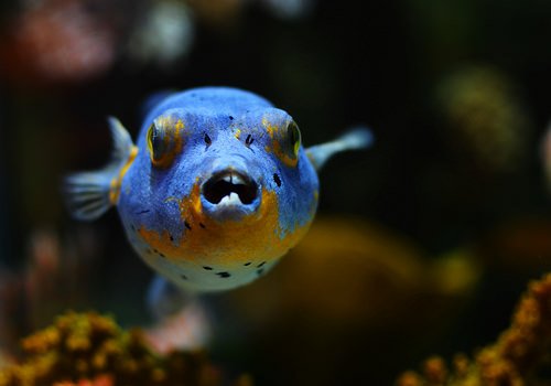 KWflips's tweet photo. Mean Mugger /photos-and-video/photography/daily-nature-photo/mean-mugger.xml https://t.co/sgtH7ZFuXe