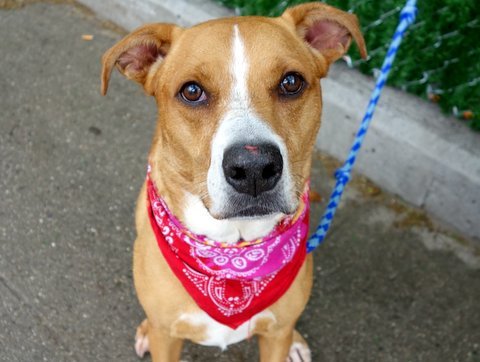 gaviota330's tweet photo. https://t.co/8Zn7kv2fUf
2DIE 6/14
ELEGANT LADY
AFFECTIONATE
SMART
OWN SICK
#RESCUE
#FOSTER
HELPDOGS@URGENTPODR.ORG https://t.co/u8Bmvn2h7Z