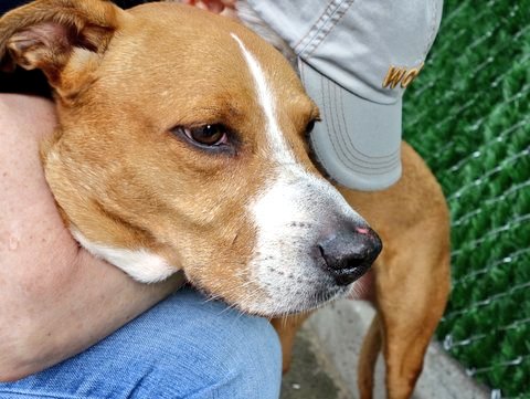 gaviota330's tweet photo. https://t.co/8Zn7kv2fUf
2DIE 6/14
ELEGANT LADY
AFFECTIONATE
SMART
OWN SICK
#RESCUE
#FOSTER
HELPDOGS@URGENTPODR.ORG https://t.co/u8Bmvn2h7Z