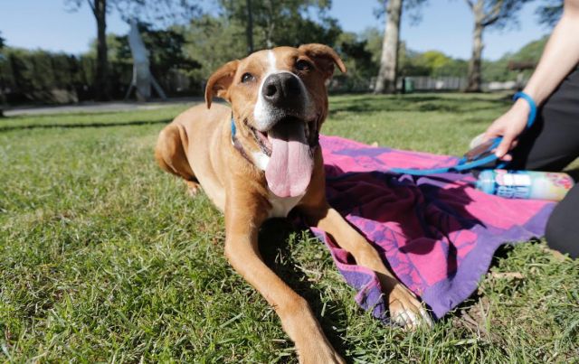 gaviota330's tweet photo. https://t.co/8Zn7kv2fUf
2DIE 6/14
ELEGANT LADY
AFFECTIONATE
SMART
OWN SICK
#RESCUE
#FOSTER
HELPDOGS@URGENTPODR.ORG https://t.co/u8Bmvn2h7Z