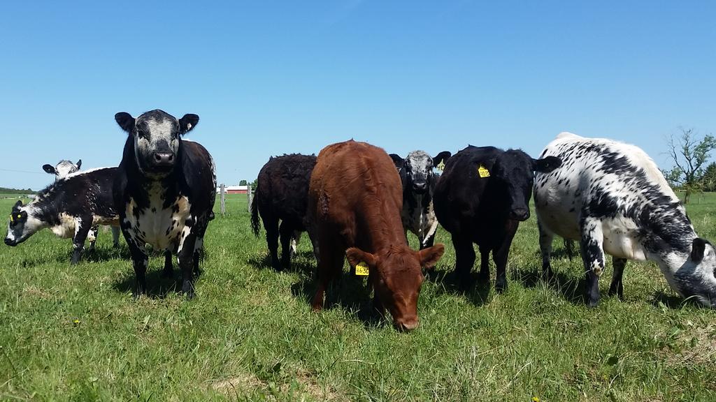 FarmerPoems's tweet photo. Grazing for days
Sunshine &amp;
Green glades.
Pasture walking
My own
Blue sky  promenade
#pasture #ontag #canag https://t.co/k1tZgyvEuv