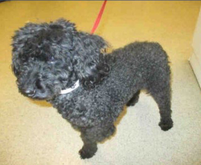 giselle1900's tweet photo. CODE RED🆘🆘WILL BE KILLED 4SPACE AT ANYTIME😭💔 https://t.co/1sW6SZgrLI #CA 
-@DogRescueTweets @Jackie34563177 @ruthmen https://t.co/QN2oE1d4Km