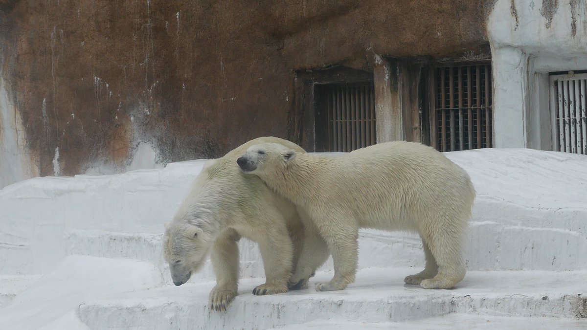mn07aktnS's tweet photo. バフィンお母さん大好きなモモちゃん(´▽｀)
(20150609）#天王寺動物園 https://t.co/V7ao87rPjd