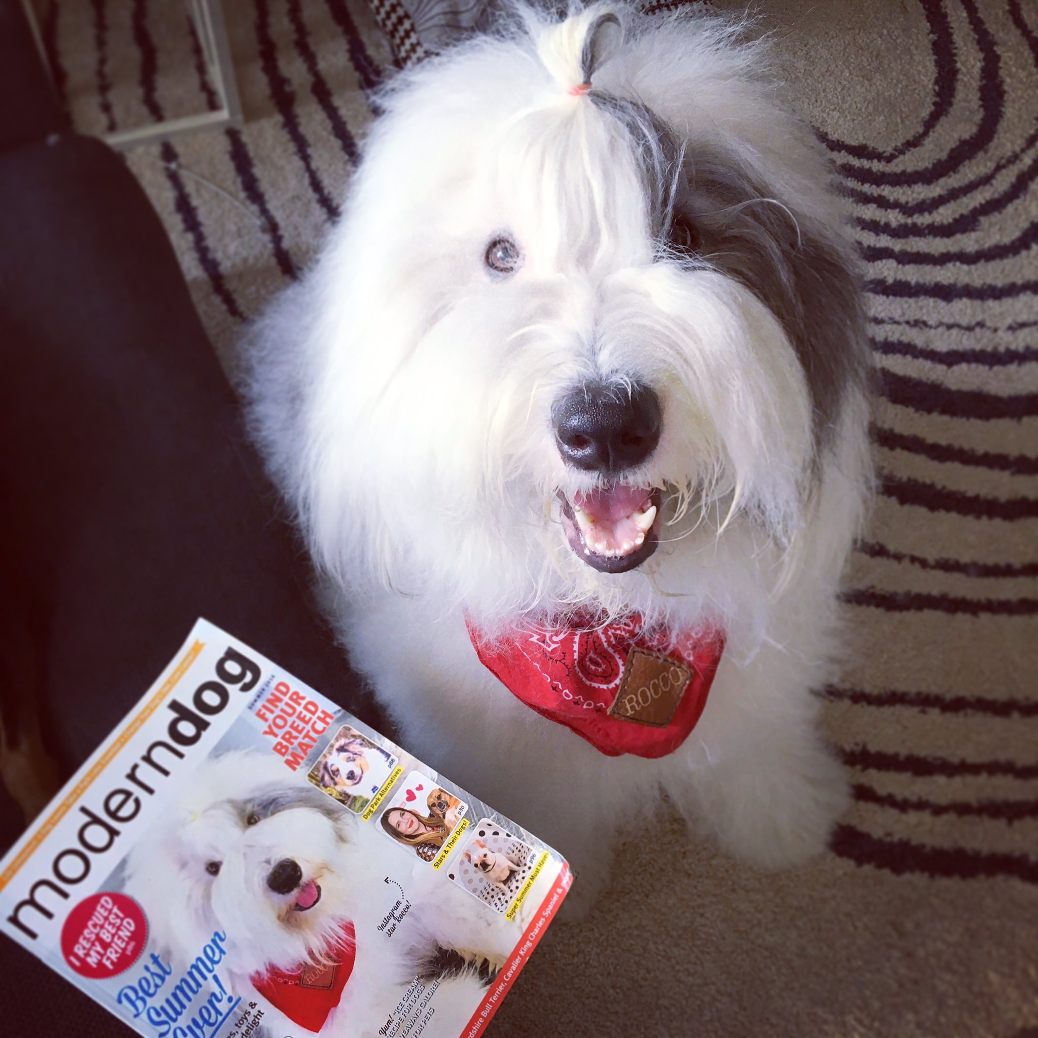Rocco the sale sheepdog