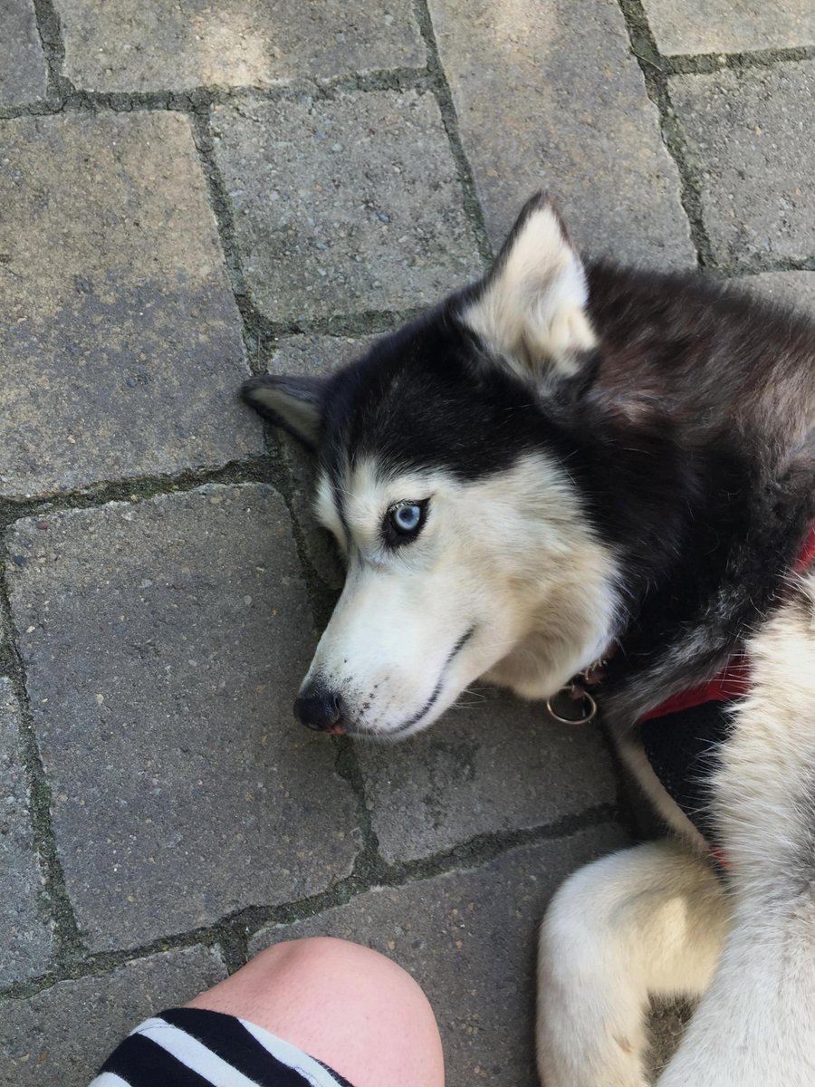 animalloop's tweet image. She immediately rolled over for a belly rub