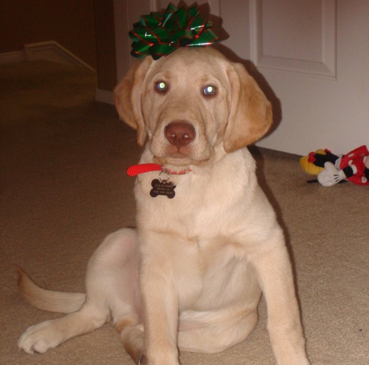 SierraDallas's tweet photo. I remember pleading to mom to buy me this brown nose, big pawed, farting machine dog- still shocked I suckered her❤️ https://t.co/aJckDcvIaZ
