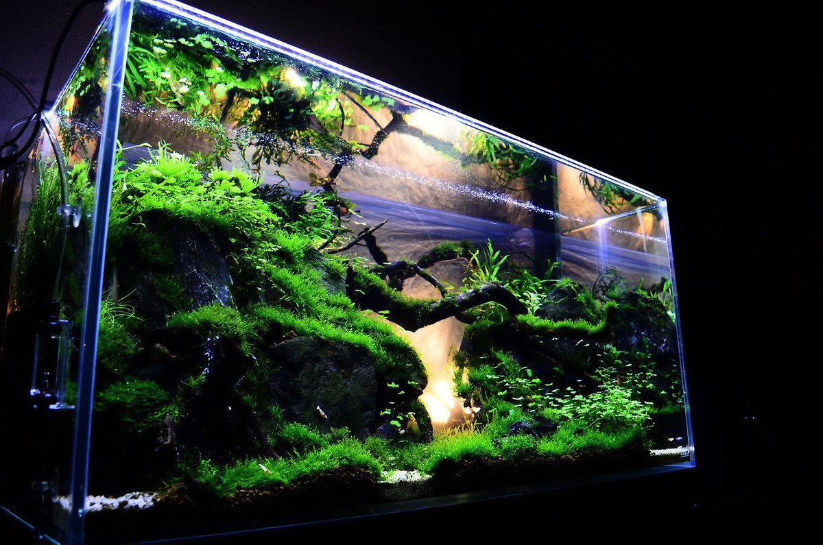 Uzivatel Jasa Bangun Rumah Na Twitteru Desain Aquarium Untuk