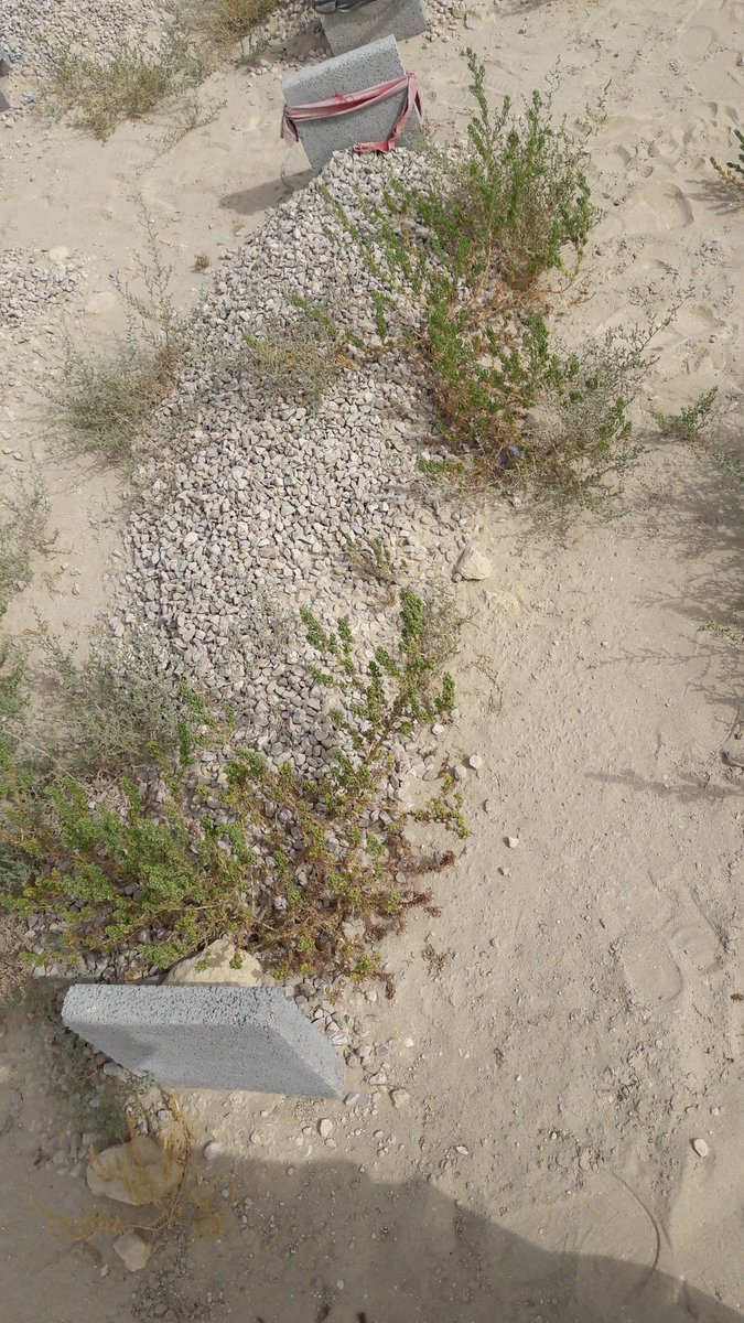 قبر أبوي ناصر بن محمد الله يرحمه ويجعله في نعيم الجنان اللهم امين