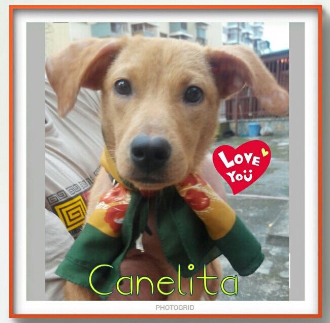 fmrd87's tweet photo. ☆CANELITA EN ADOPCION Busca un dulce hogar. 6m,vacunada,esterilizada.Sólo Ccs.Inf @GALITAGO. @perritocallejer https://t.co/aMuyEpZPto