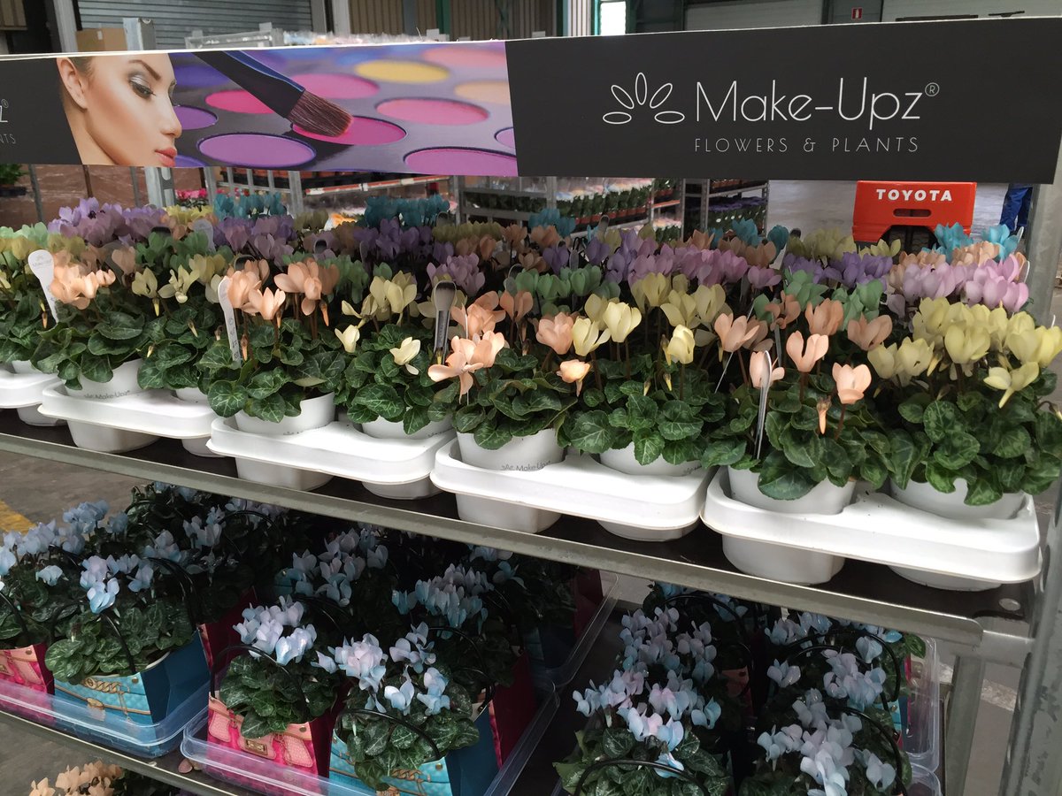 StudioBlauw's tweet photo. #makeupz cyclamen te zien bij @Vireoplantsales #retailfair2016 @Greencre8 https://t.co/hKTZMLnGrz