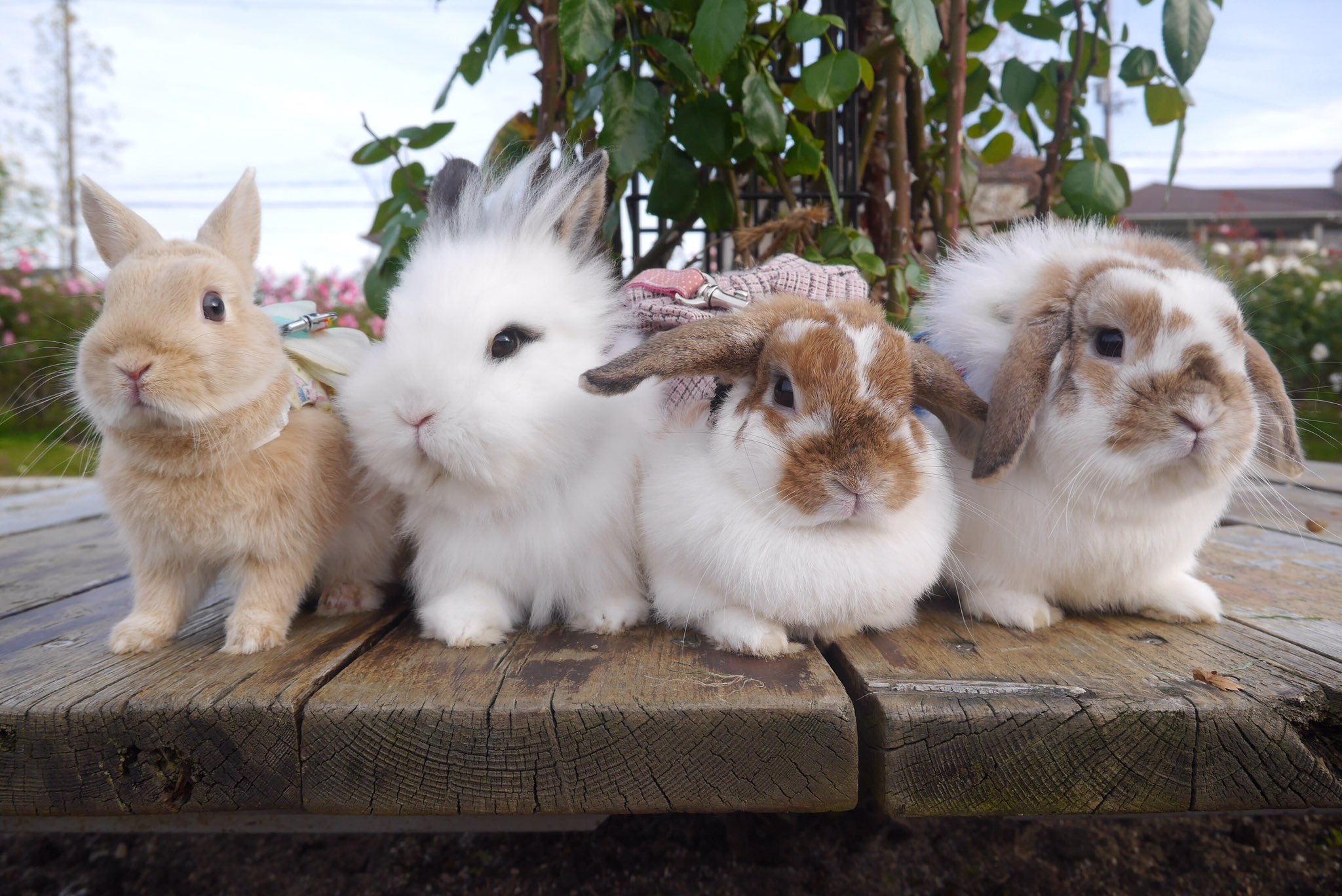 もふもふうさぎぷあたん S Pa Twitter 1番可愛いウサギの写真を貼った人が勝ち みんな１番やから選べないよね ਊ ﾉ