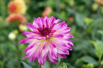 LuberaUK's tweet photo. Thanks for our #Dahlia feature #GrahamAndrews in his blog today! #flowers #blooms #plants
https://t.co/TAGTb25eLM https://t.co/K8VcpkluvK