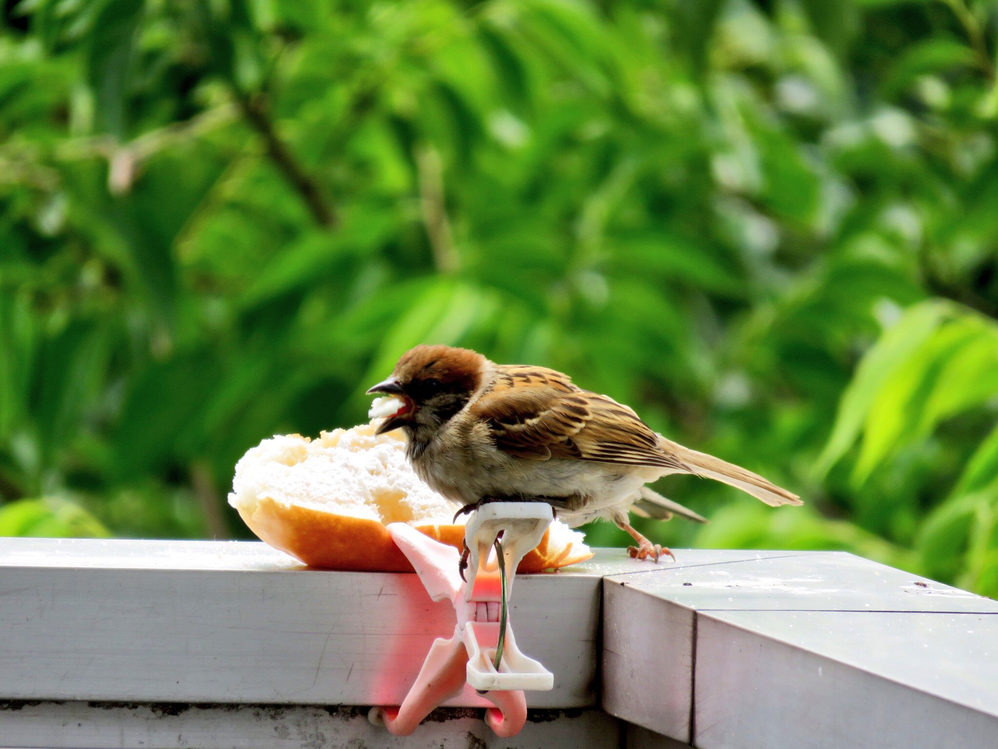 Apictnyohpbwg スズメ 鳴き声 甘え スズメ 鳴き声 甘え Apictnyohpbwg スズメ 鳴き声 甘え スズメ 鳴き声 甘え