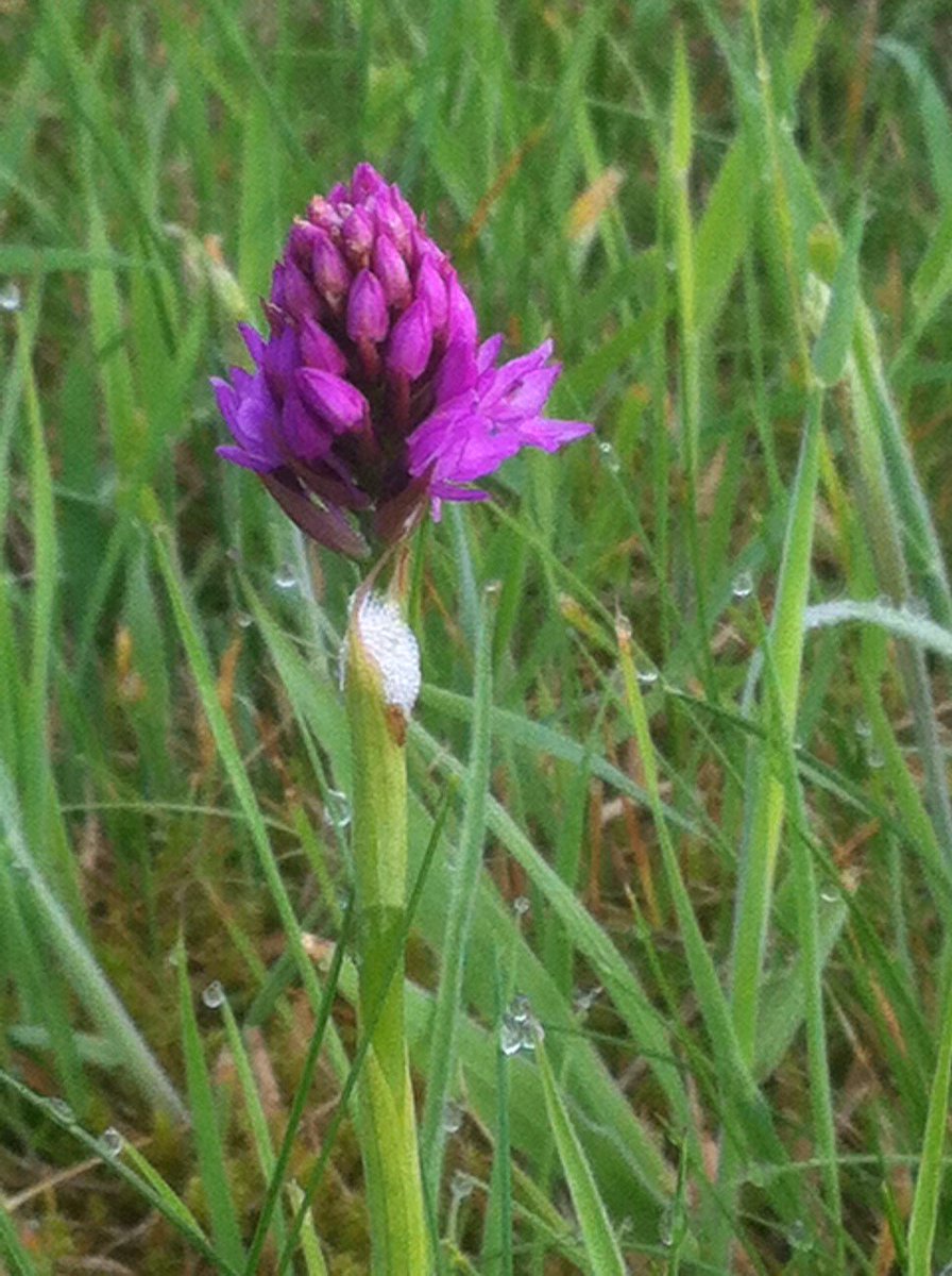 More colour on the lavender every day now, just need to see a bit more sunshine #cotswolds
