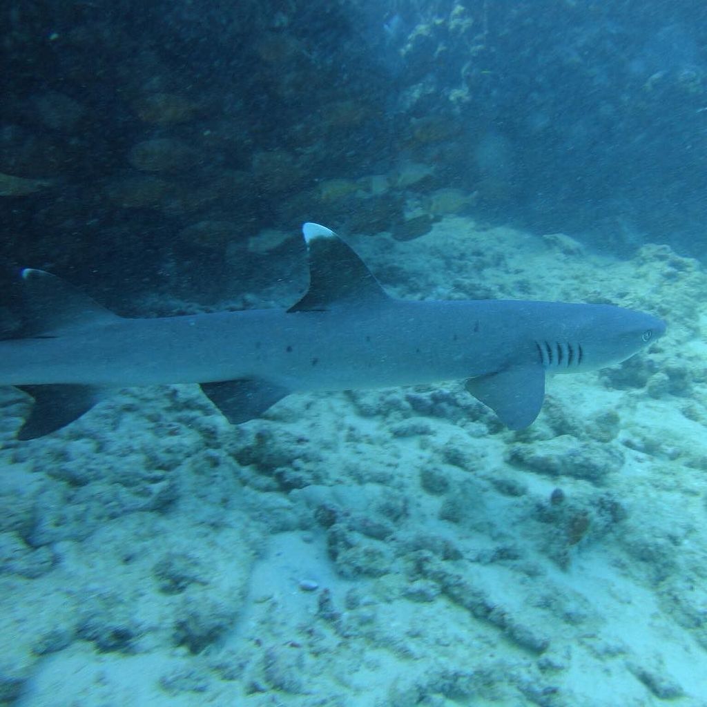 scuba_hawaii's tweet photo. White tip reef shark with school of fish background!
#scuba #Hawaii #Gopro #whitetipreefshark #coralreef #redsolid… https://t.co/RfcibdNoZi