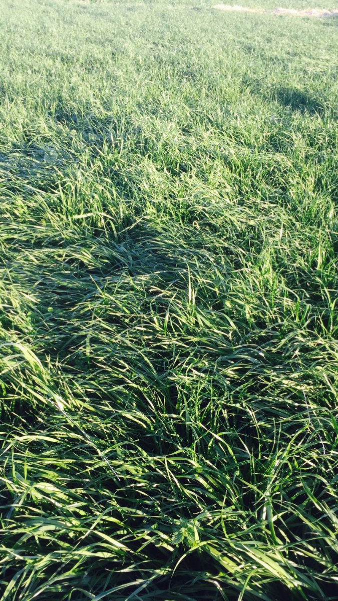 Waynos67's tweet photo. Tonight's feed , mixer in the shed  #allgrass 🐄🐄🐄 https://t.co/ujQOwGMAmw