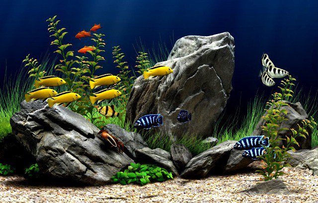O Xrhsths Jasa Bangun Rumah Sto Twitter Desain Aquarium Untuk