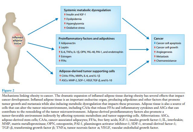 #CIENCIA | Leyendo: Obesity, Inflammation and Cancer (2016)
annualreviews.org/doi/pdf/10.114…