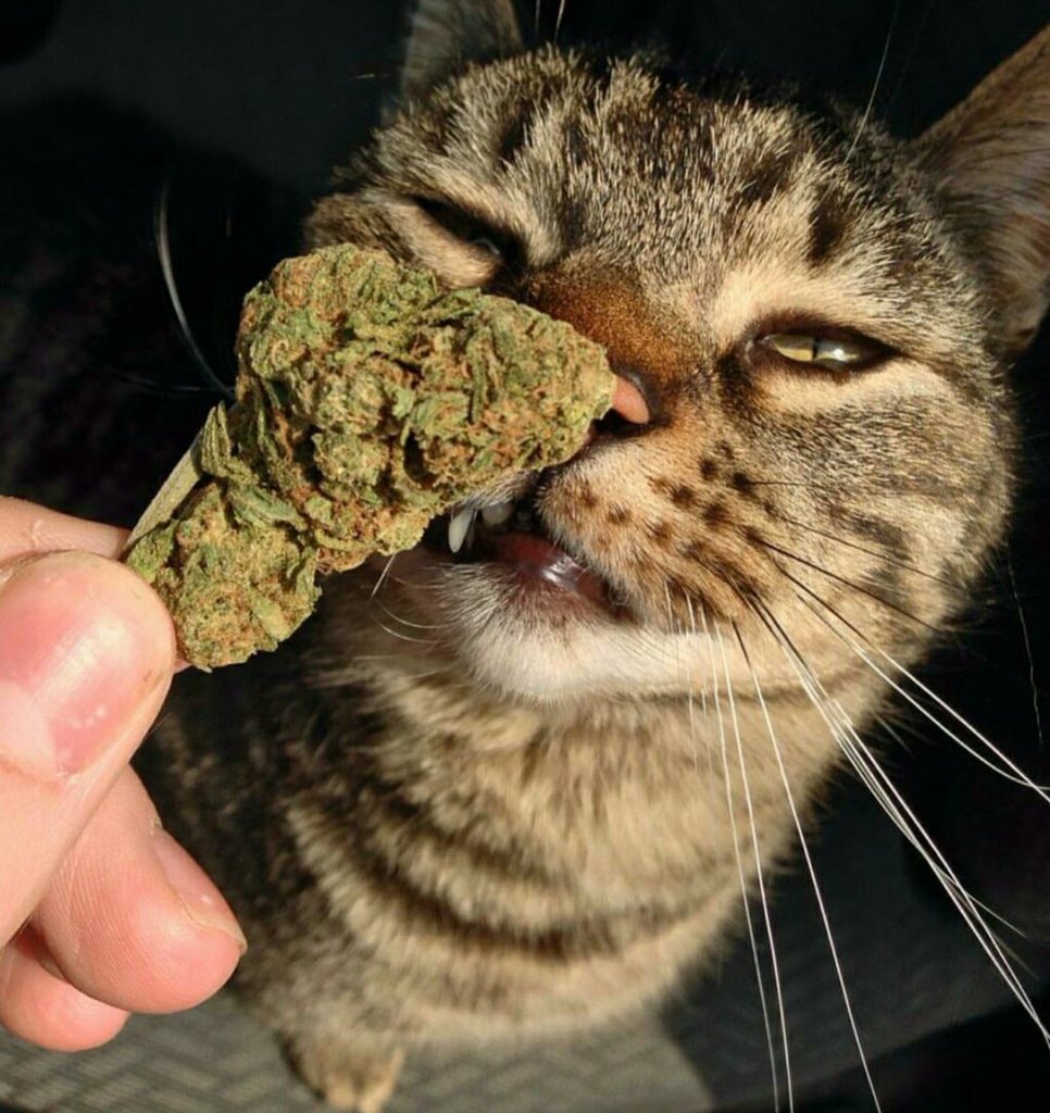 Dire27Li's tweet photo. #CatWeed https://t.co/YSDOoc1gH1