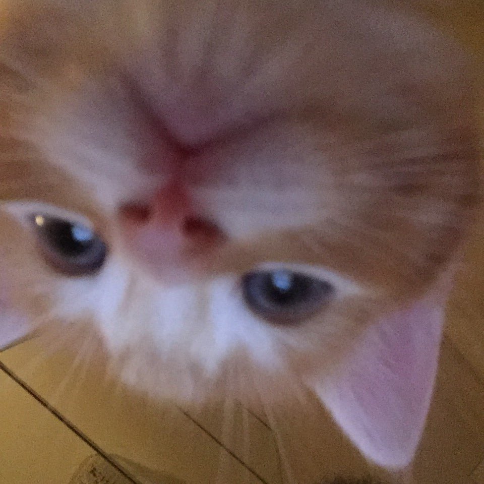 KittensCam's tweet photo. #Selfies #sansa #khally they're evolving!! https://t.co/SzcXOBEkrQ