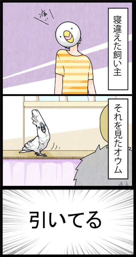 「首の傾いてる人はちょっと…」みたいなオウム。
ろうくん、かいぬしぞ。これかいぬしぞ。

※首は殆ど治りました。 