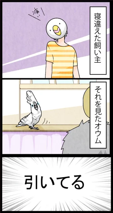 「首の傾いてる人はちょっと…」みたいなオウム。
ろうくん、かいぬしぞ。これかいぬしぞ。

※首は殆ど治りました。 