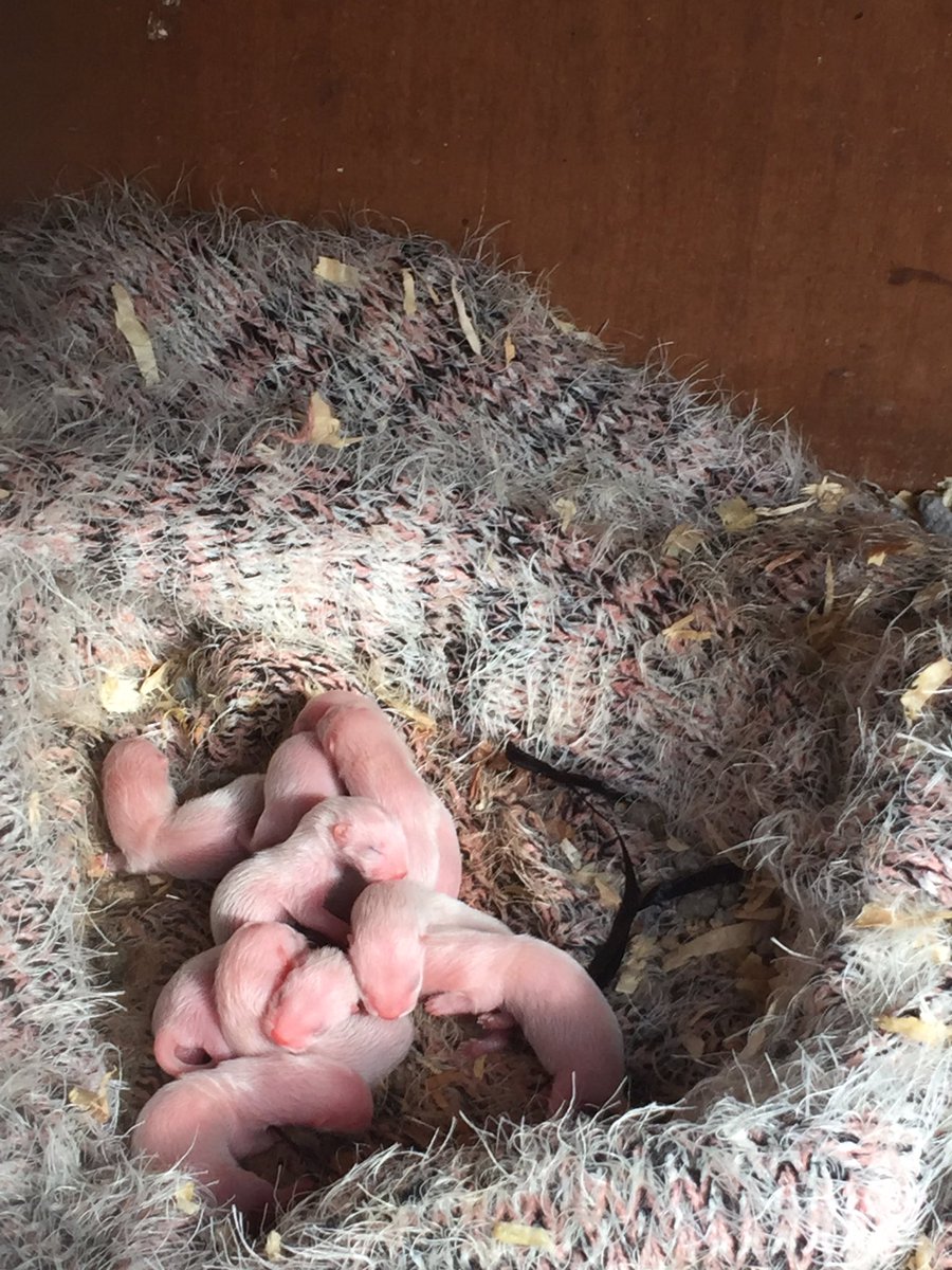 elce77's tweet photo. New babies born in the night 😀 https://t.co/sWAS2THgS0