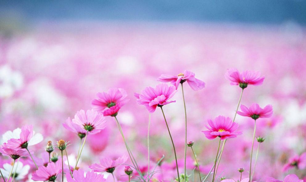 Plantas y mas (@plantas_ymas) on Twitter photo 