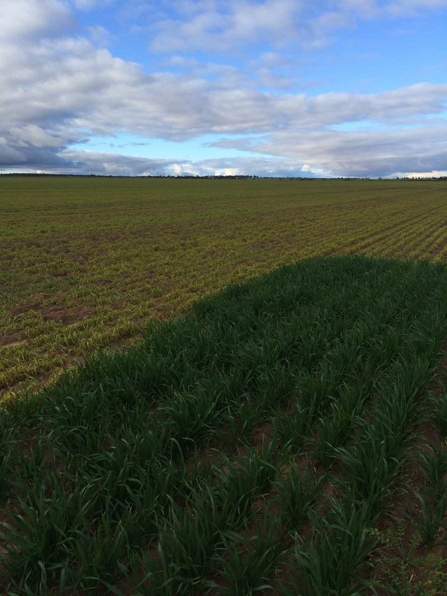 Make sure you grab the right drum when post em spraying. RR wheat technology not here in WA.