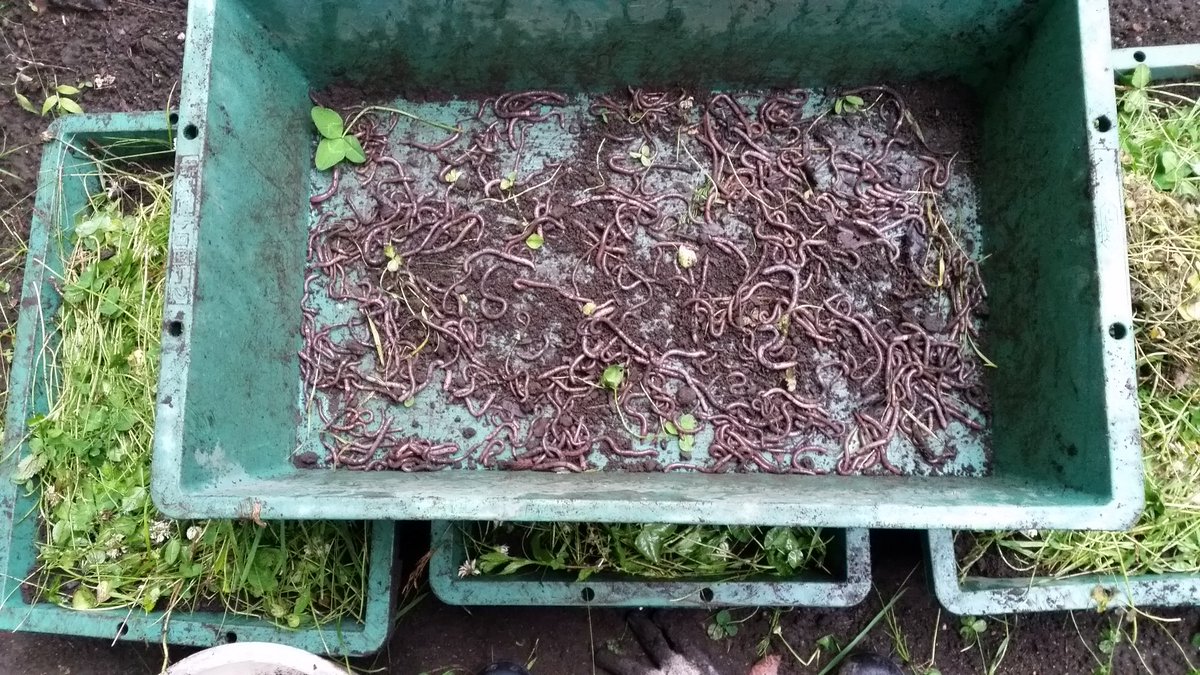 ミミズ 養殖 ドバミミズ フトミミズ 繁殖する ミミズ 養殖 ドバミミズ フトミミズ 繁殖する