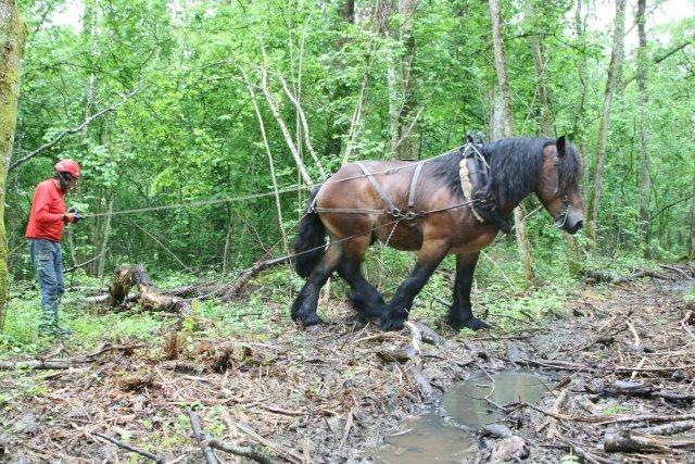 Horses spotted <a href="/CERN/">CERN</a>: see how they help to maintain CERN’s forests: cern.ch/go/qX7T