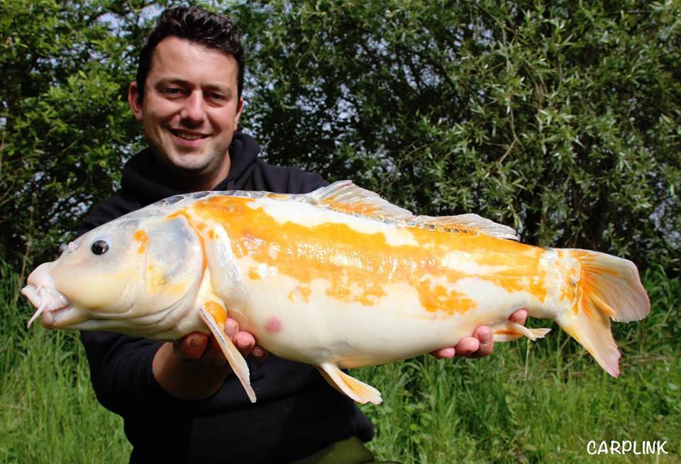 Carplink1's tweet photo. Have you ever caught a carp like that one?
#carp #carpfishing #fishingfrance #carplink #keepingitreal https://t.co/h1cnDszk8y