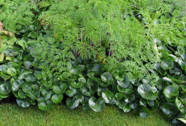 Shkola_Vista's tweet image. Очаровашка европейский копытень #растения #сад #садовыйдизайн #участок #дача