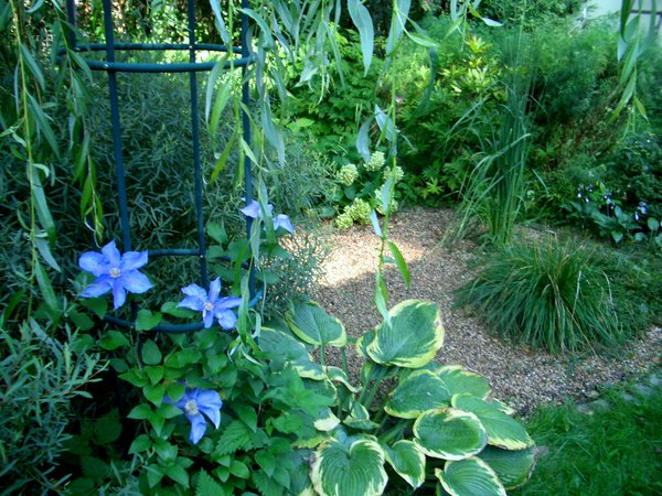 Shkola_Vista's tweet image. В палисаднике после дождя #сад #ланшафтныйдизайн #садовыйдизайн #участок #дача