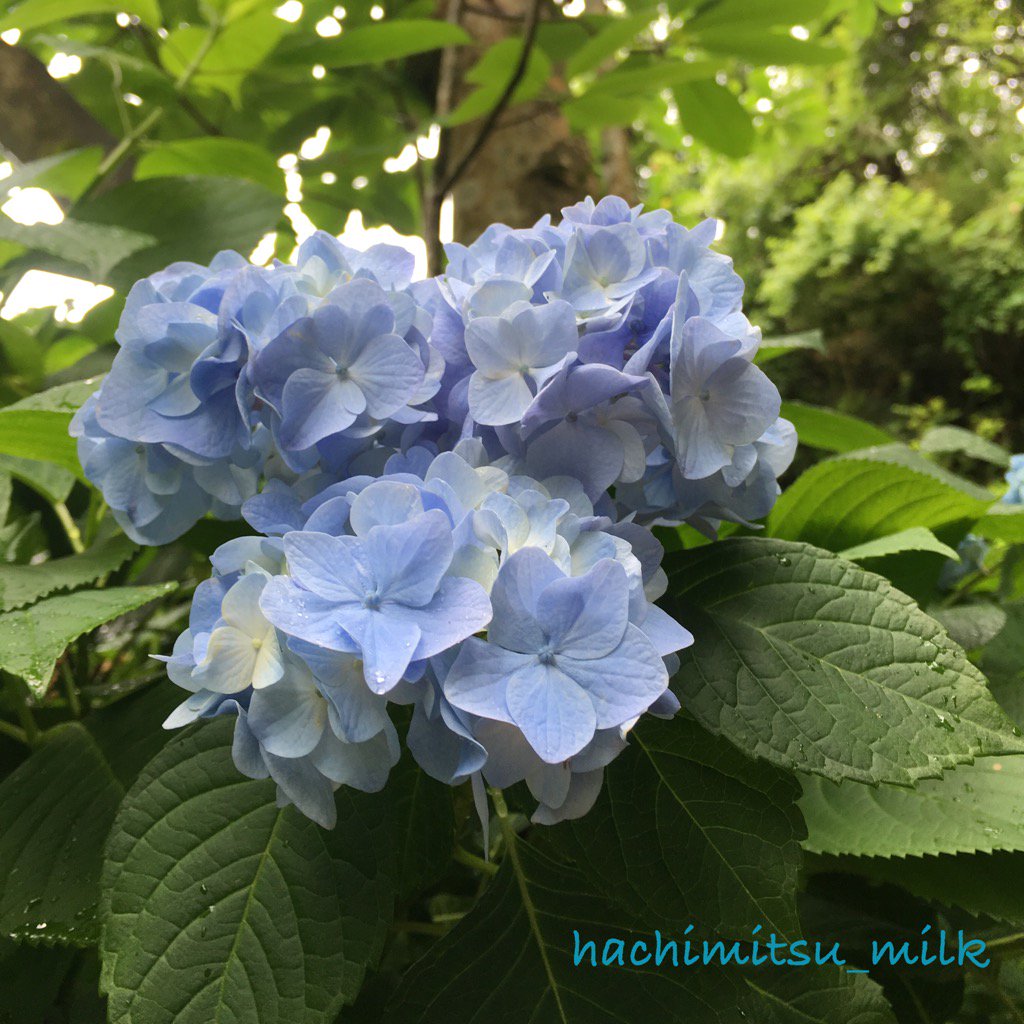 alice_1999_love's tweet photo. 明月院ブルーの隠れミッキーをゲットだぜ!
と思って撮ったんだけれども
...犬っぽい?...あれれ... まだちょっと色が薄かったです
#kamakura #meigetsuinblue #hydrangea https://t.co/rB8zcXRIFm