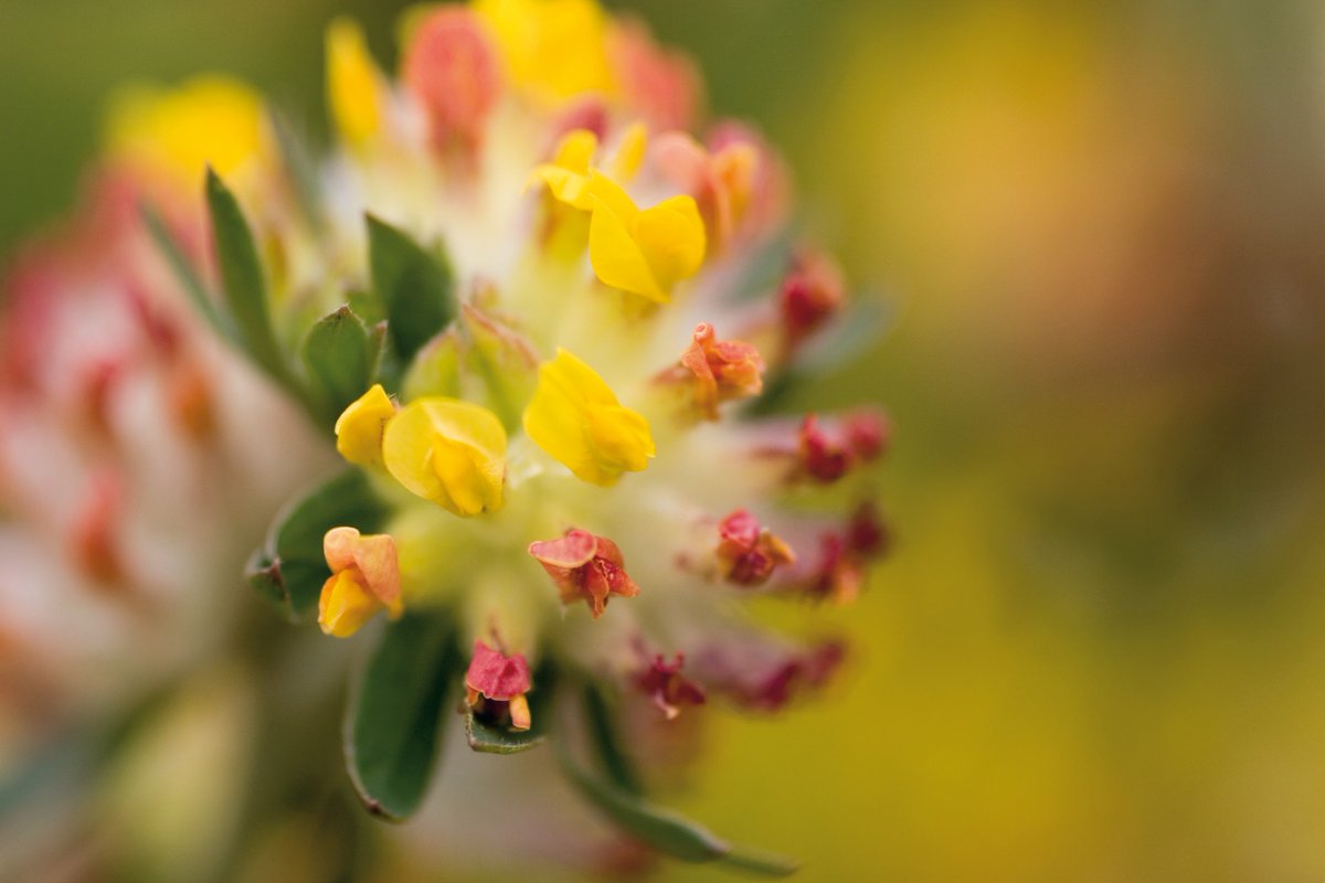 DrHauschka_CA's tweet photo. #Anthyllide; an oftenly used ingredient in Dr.Hauschka cosmetics https://t.co/J8K2CSpJ3N #cosmetics #organic #beauty https://t.co/JF8WtuUdCG