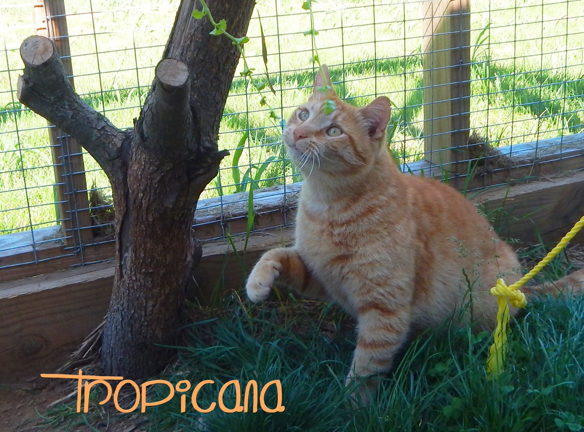 TheBAAC's tweet image. At 6 years old, #FIVcat Tropicana has soft, orange fur and loves to play. #AdoptAShelterCat #AdoptableCats