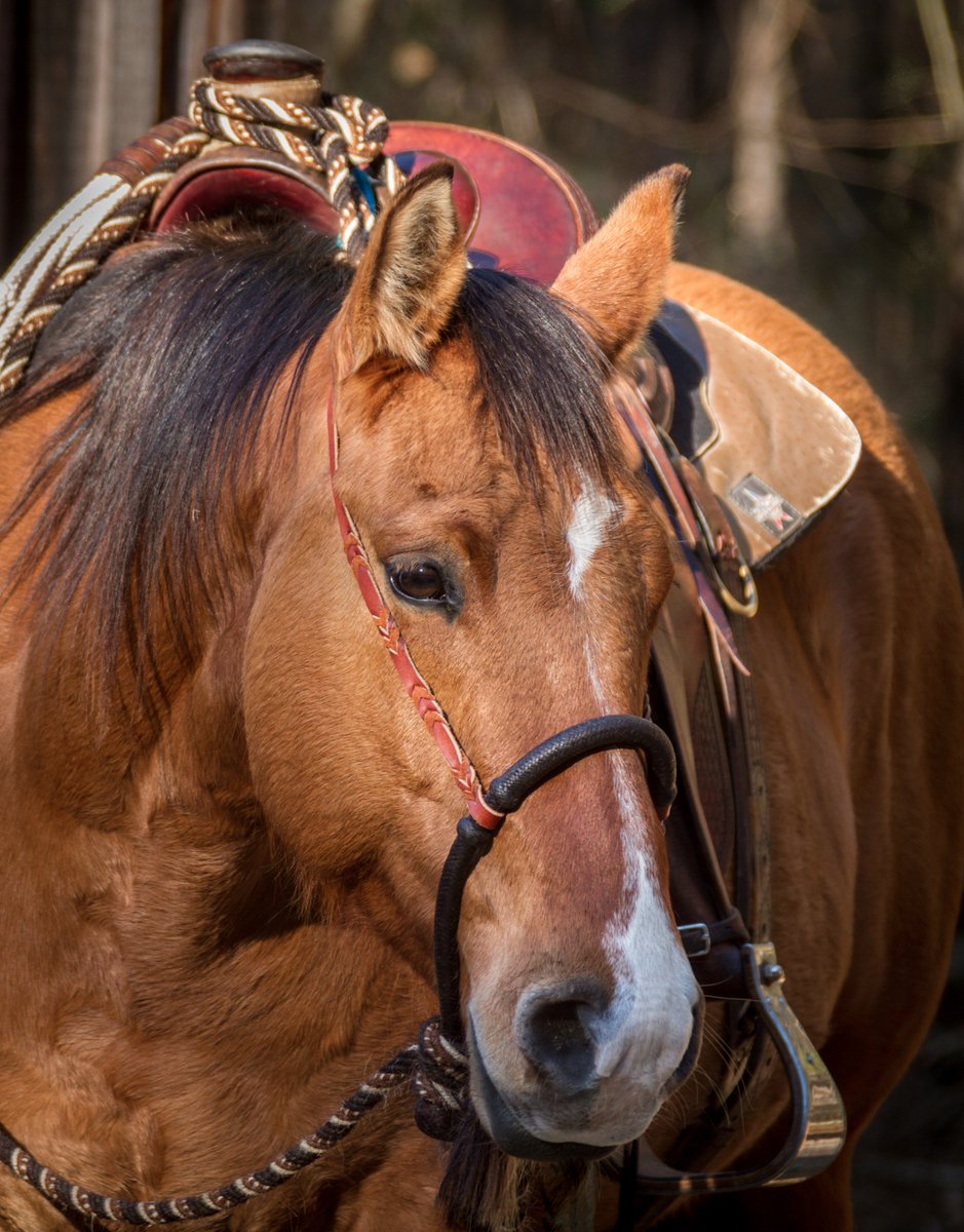 KShinanatu's tweet photo. My beautiful #Cowboy #Buckaroo #Hackamorehorse #Quarterhorse https://t.co/Xaf1DWNWu1
