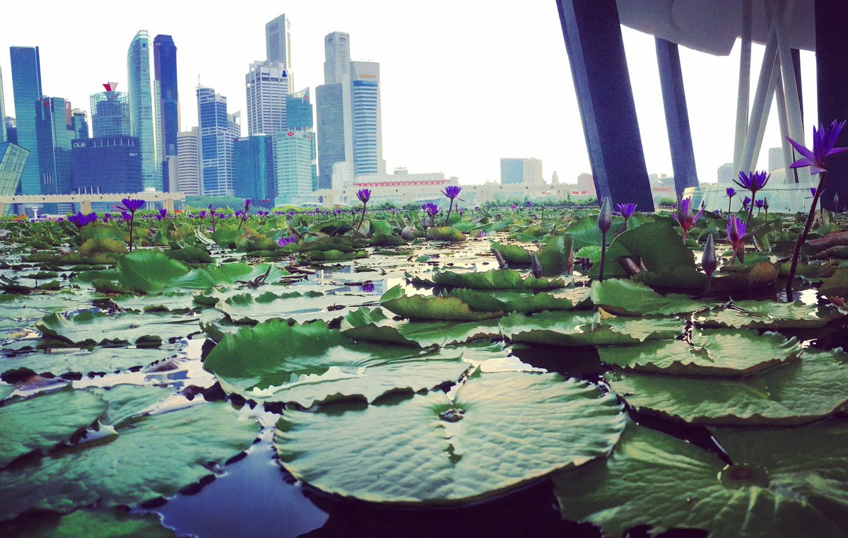 SteveKodaline's tweet photo. #Singapore #beautiful #skyline #marinabay https://t.co/9Yzus96rWT