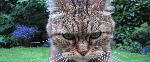 hootsuite's tweet photo. 2 critical mistakes that many brands continue to make on social media: https://t.co/iB34NZP6cg https://t.co/J8qgrf8ceu