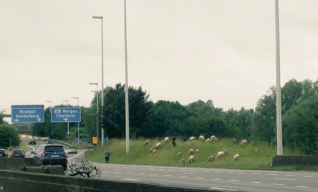 RingBrussel's tweet photo. Ecologisch bermbeheer, beter bekend als De Jos! #dagJos https://t.co/ja9NlH2iFC