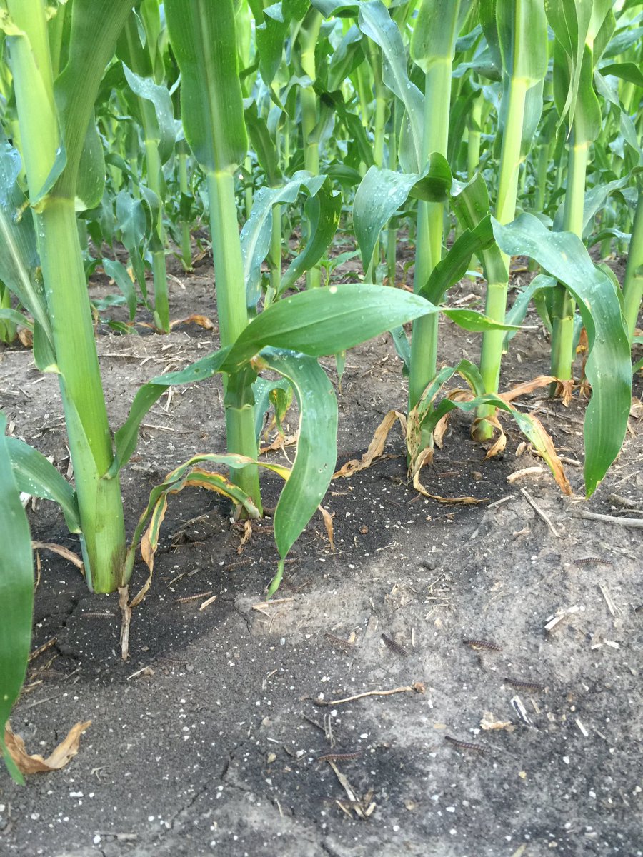 Nathan Wentworth tweet media