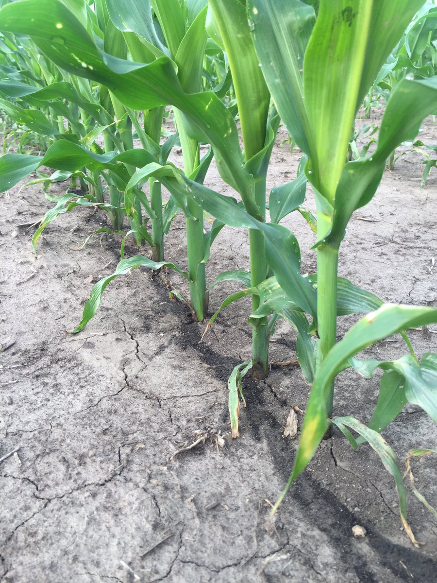 Nathan Wentworth tweet media