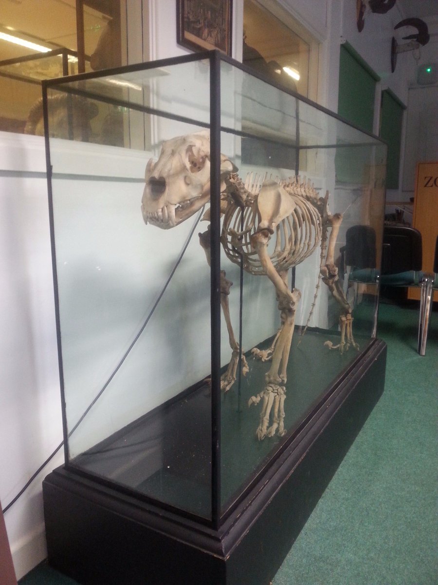 Come and see <a href="/DublinZoo/">Dublin Zoo</a>'s first lion, Natal, from 1855. Currently on display here! #museum #lions #dublinzoo